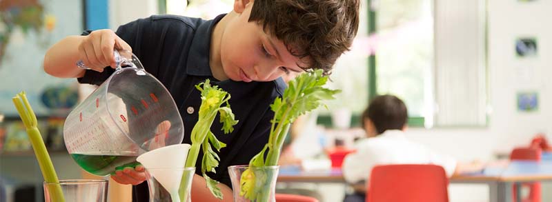 Charlotte students reduce food waste | Nord Anglia Education-Students work with local businesses to reduce food waste in Charlotte