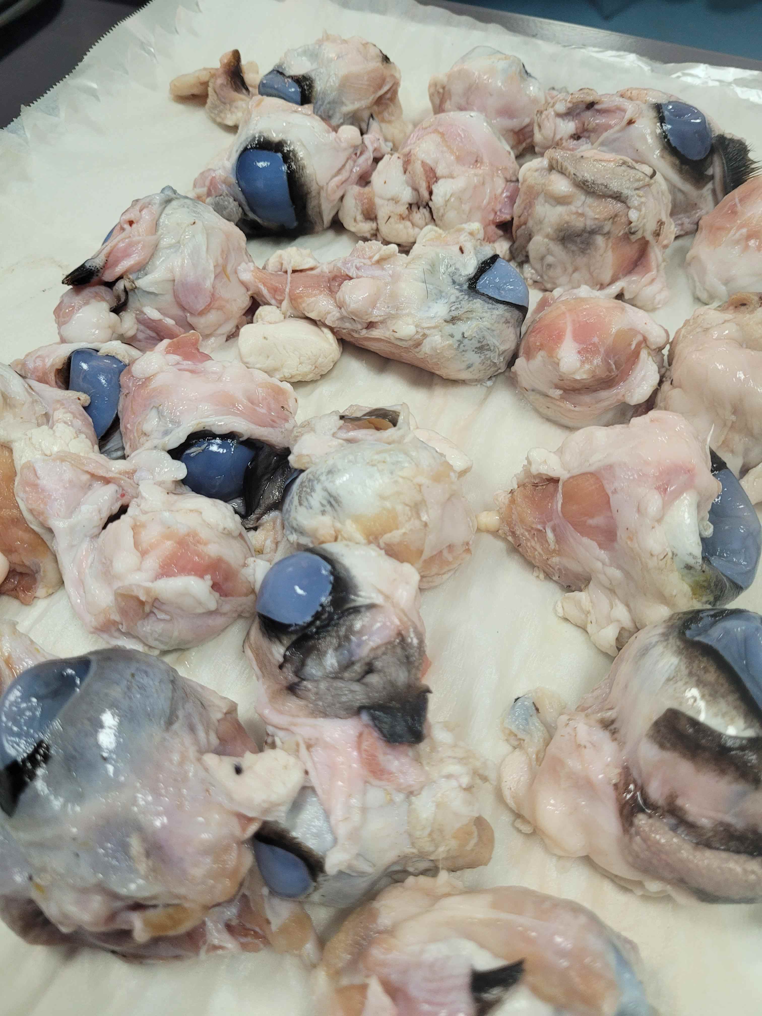 Year 10 Eye Dissection - Carousel For News Detail