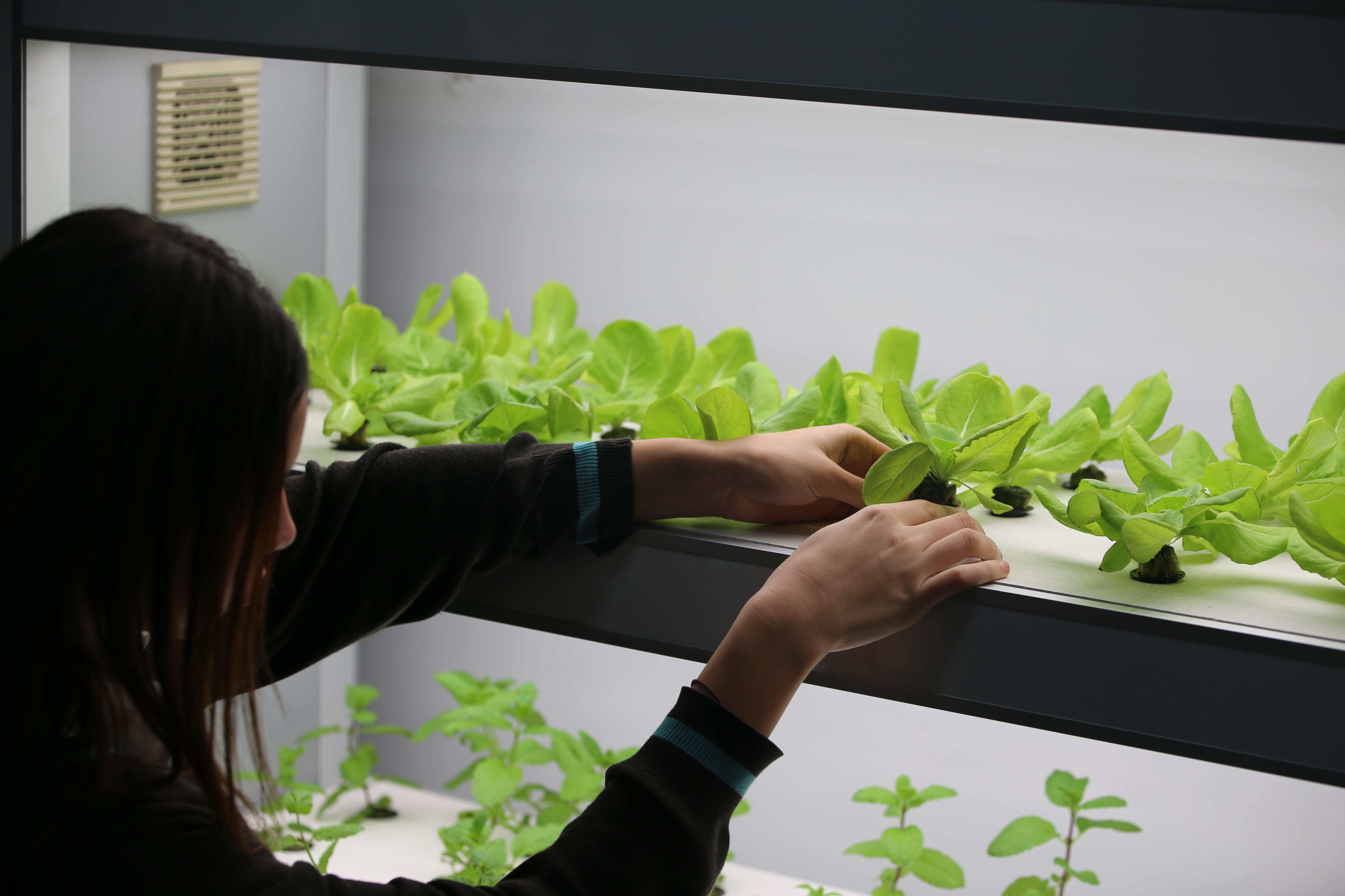 Vertical Hydroponic Garden - Carousel For News Detail