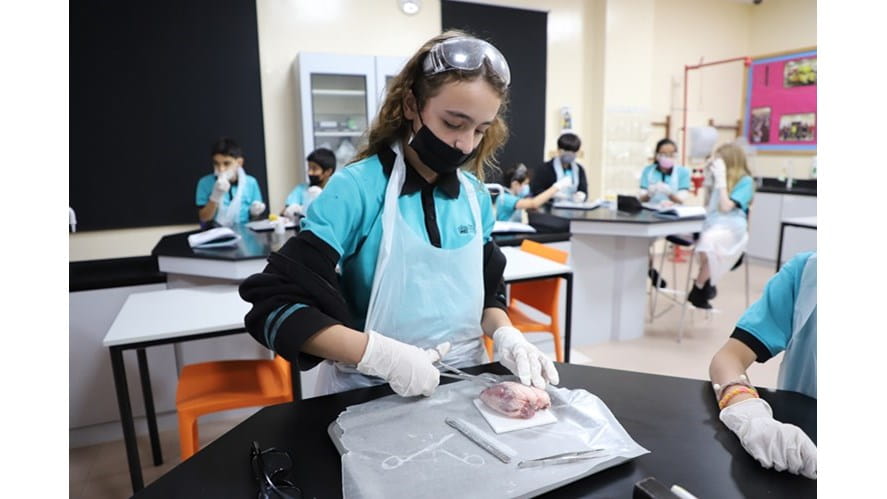 Year 6 Heart Dissection - year-6-heart-dissection
