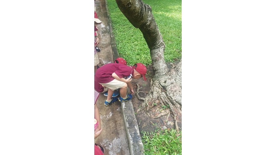 Dam Sen Park BIS HCMC Tu Xuong Primary Y65