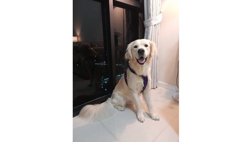 LS dog