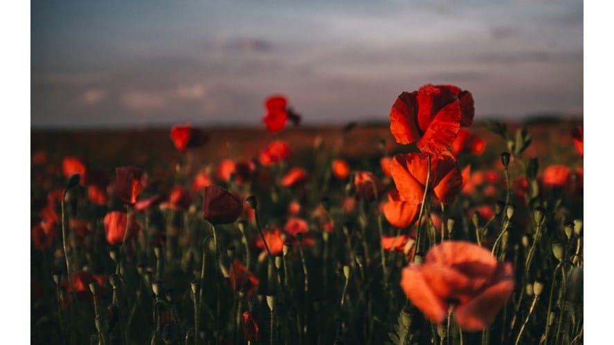 Poppy Appeal 2016 - poppy-appeal-2016