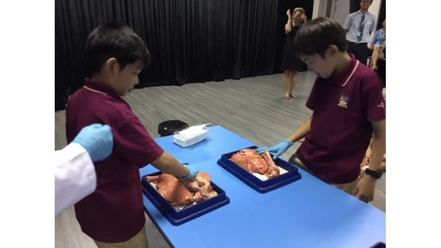 Year 6 Heart Dissection - Primary Curriculum | British International School Ho Chi Minh City-year-6-heart-dissection-Heart Dissection 6