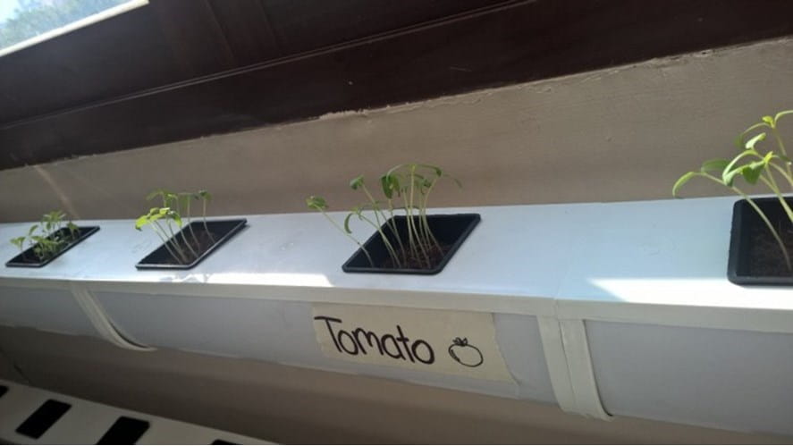 Year 6's Hydroponic Garden - year-6s-hydroponic-garden