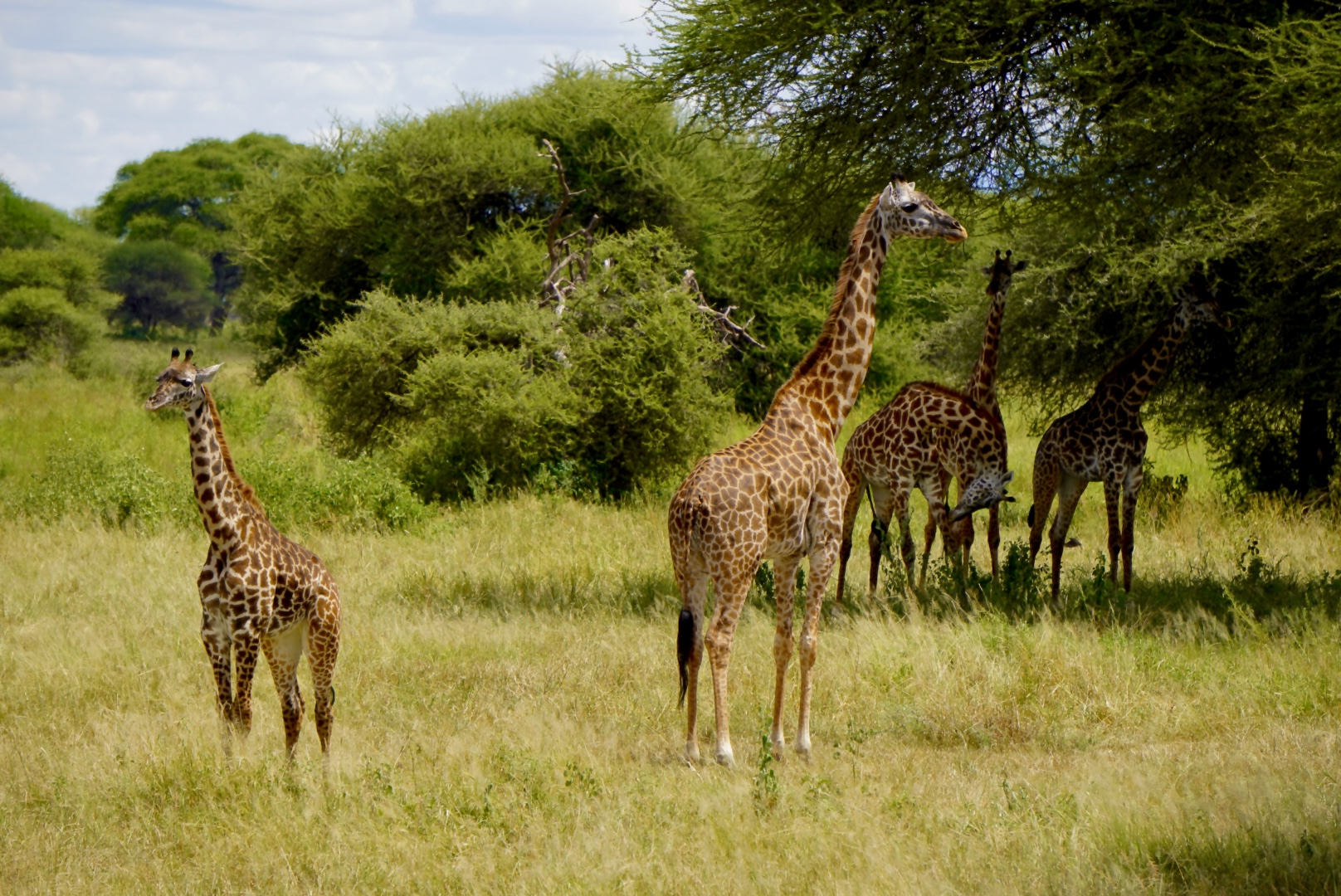 Giraffe