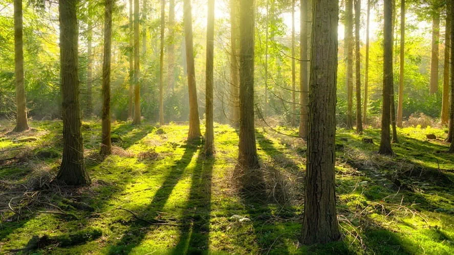 Eco Challenge: Spring Forest Cleaning - eco-challenge-spring-forest-cleaning