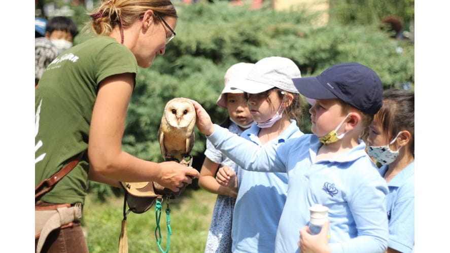 Falconry Demonstration - falconry-demonstration