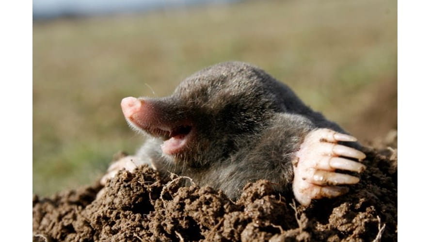 Mole Day - mole-day