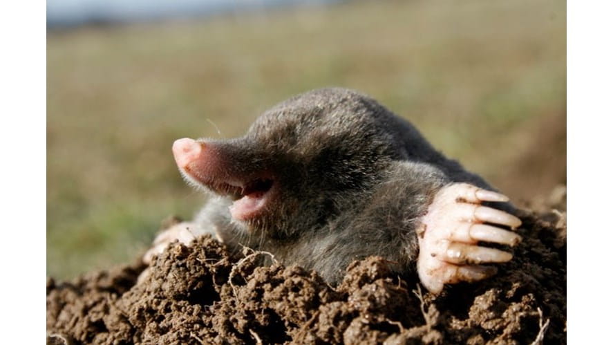 Mole Day-mole-day-mole