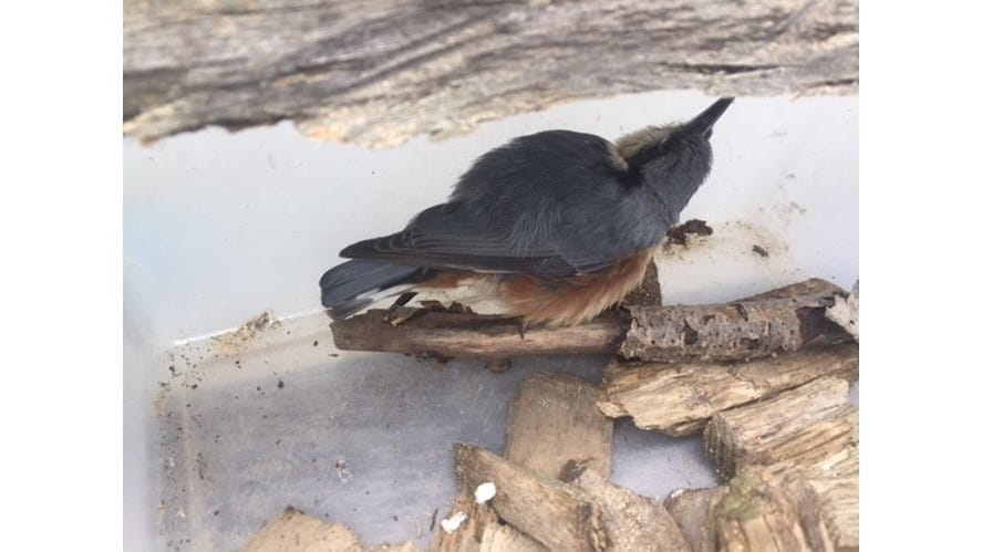 Nursery Children Rescue a Wounded Bird - nursery-children-rescue-a-wounded-bird