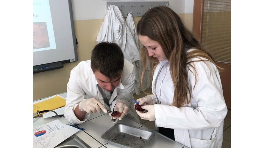 Year 8 Heart Dissection - year-8-heart-dissection