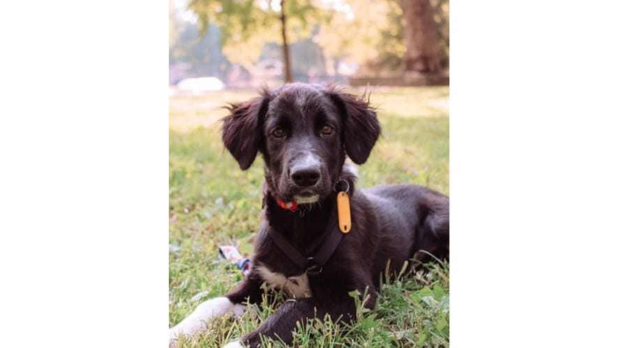 Charity Auction Online to Support Animal Rescue