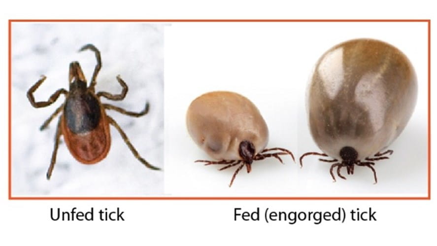 ticks