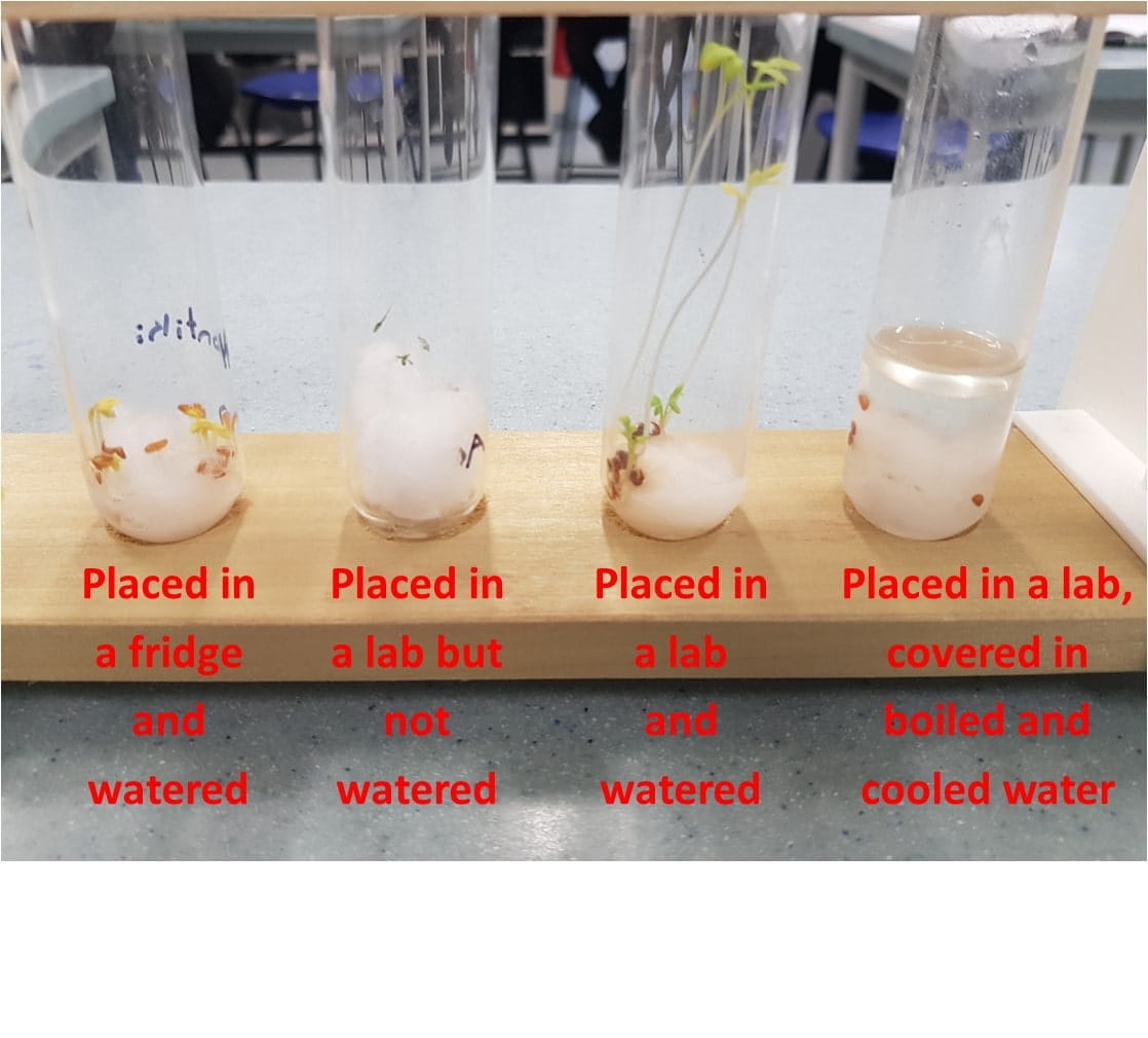 Germination results