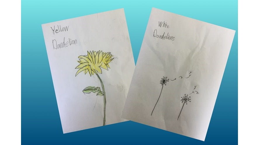 Year 1 Looking at the Life Cycle of Dandelions-year-1-looking-at-the-life-cycle-of-dandelions-95082489_2896923173710306_8939712493748486144_o