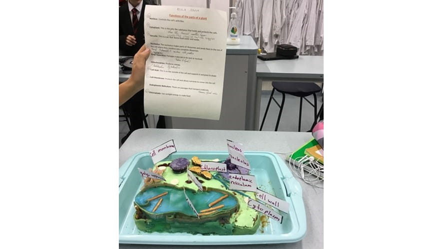 animal cells and plant cells projects