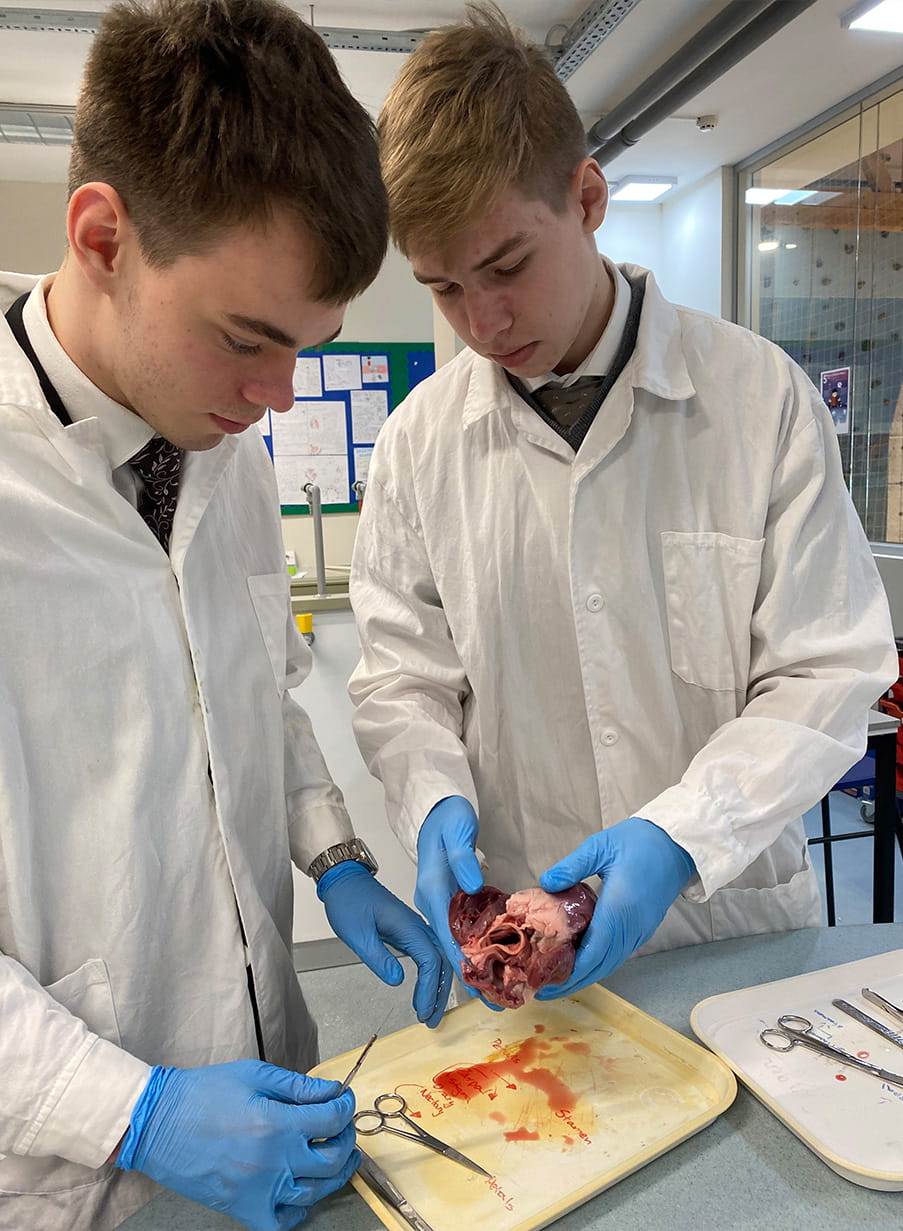 Year 12 heart dissections