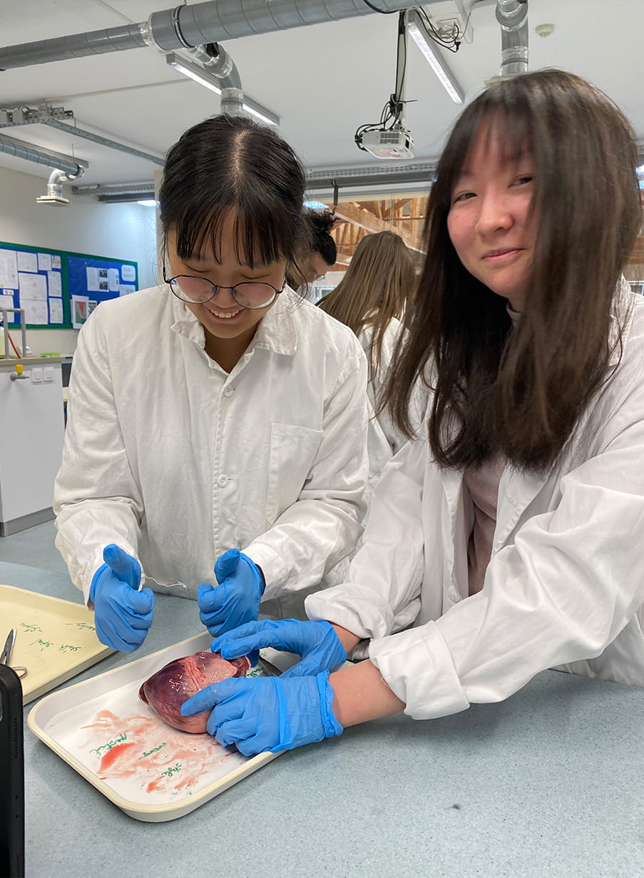 Year 12 heart dissections