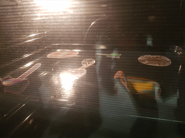 Year 7 Learning about Cells and Organs - Carousel For News Detail