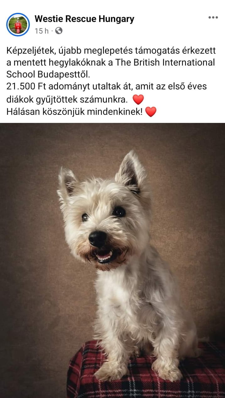 Year 1 Donation for Westie Rescue Hungary - Year 1 Donation for Westie Rescue Hungary
