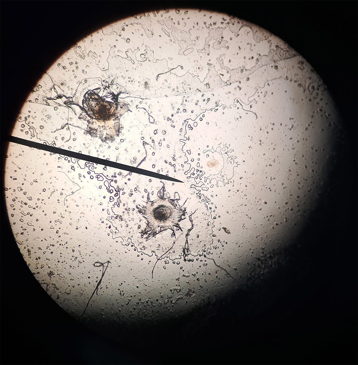 Year 9 Learning About Plants - Carousel For News Detail