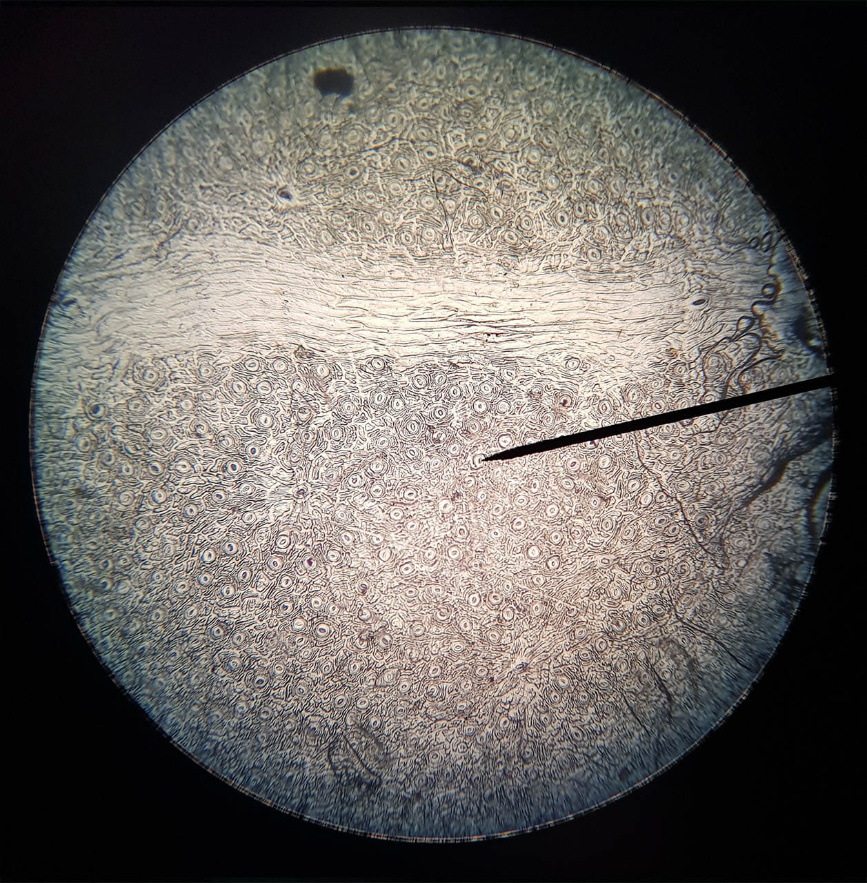 Year 9 Learning About Plants - Carousel For News Detail