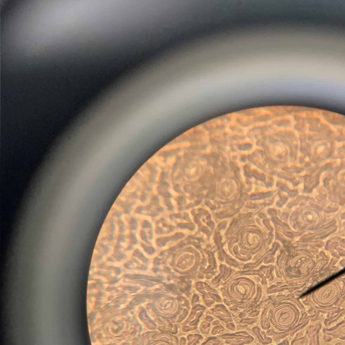 Year 9 Learning About Plants - Carousel For News Detail