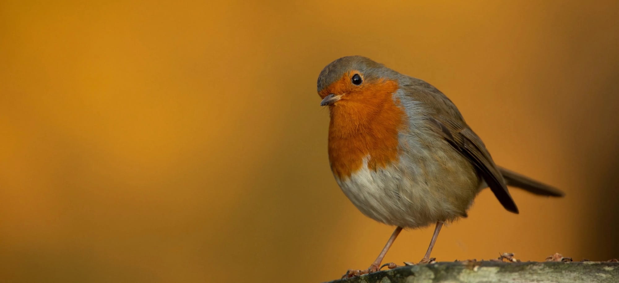 Mini Change Makers - Mini Change Makers