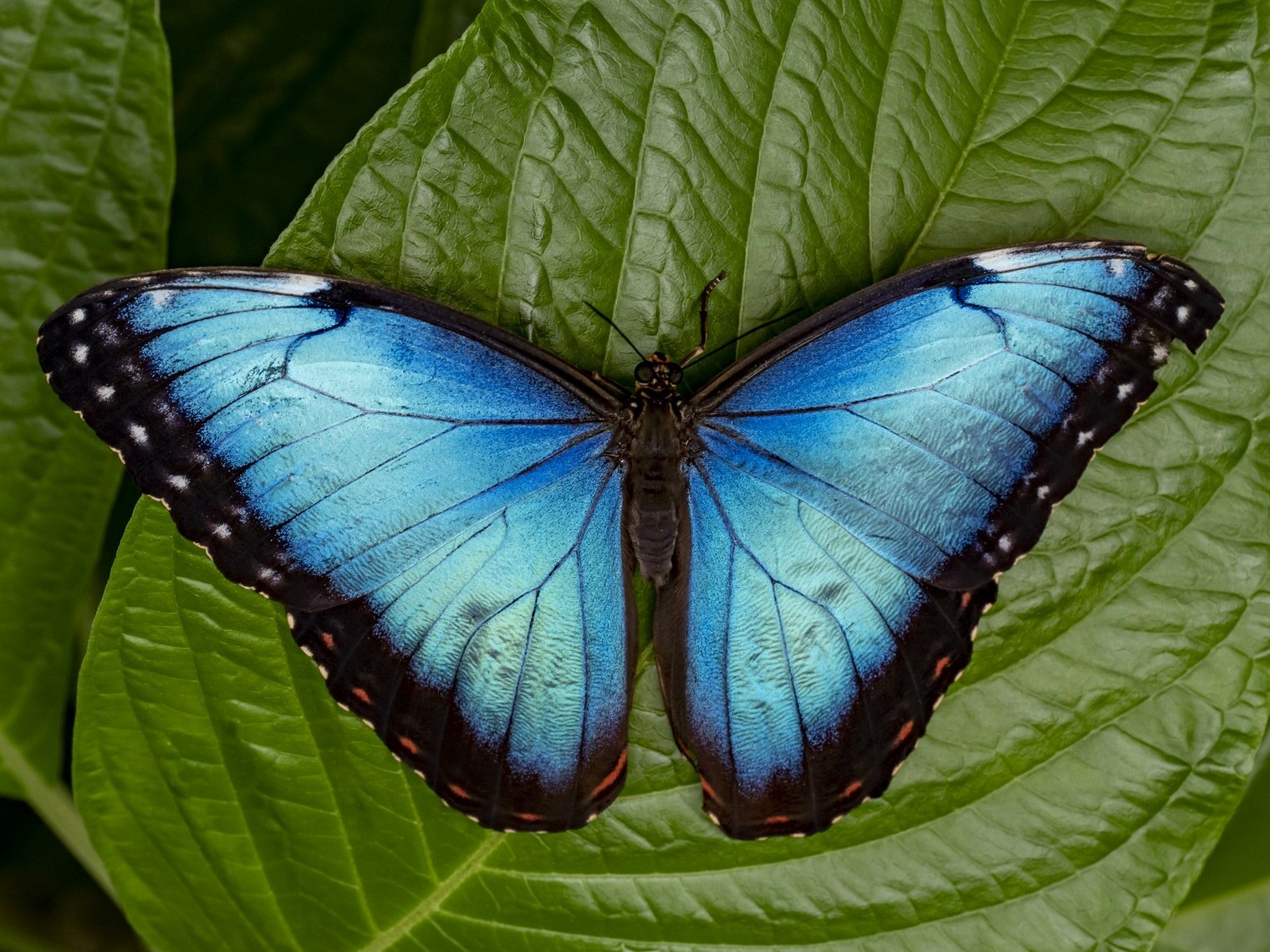 Year 2 Learning about Butterflies - Year 2 Learning about Butterflies