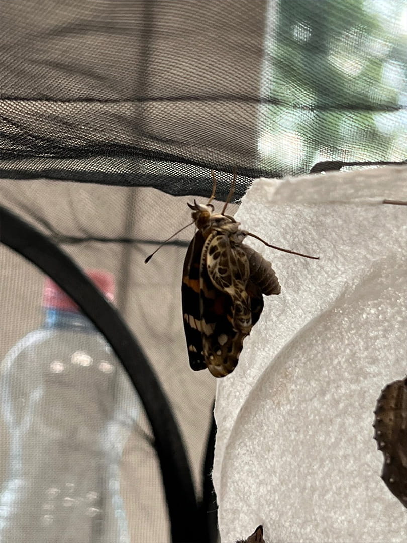 The Life Cycle of Butterflies - The Life Cycle of Butterflies