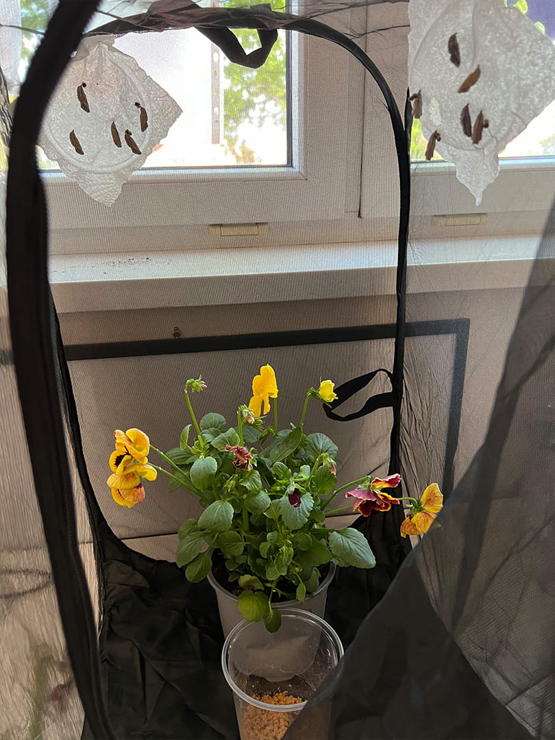 The Life Cycle of Butterflies - Carousel For News Detail