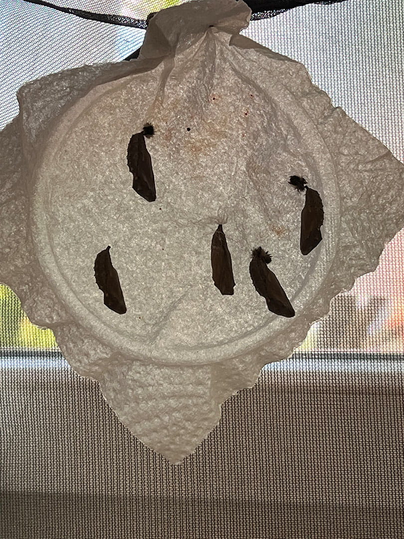 The Life Cycle of Butterflies - Carousel For News Detail