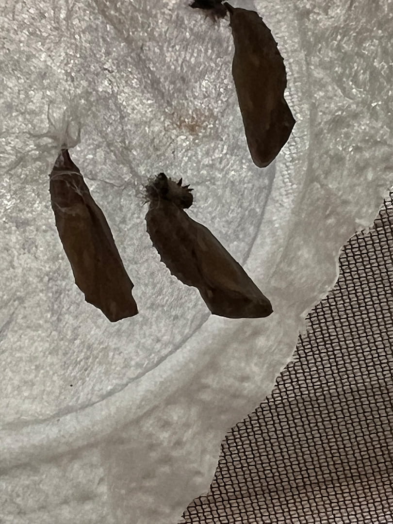 The Life Cycle of Butterflies - Carousel For News Detail