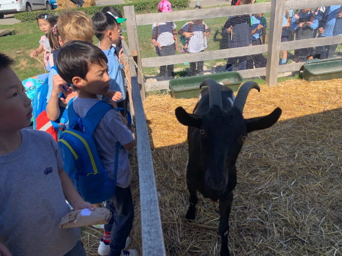 Year 2 Enjoys Apples, Animals, and Adventure - Carousel For News Detail