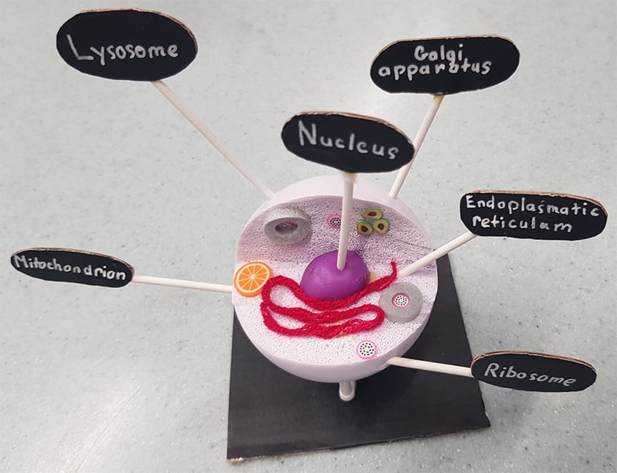 Year 7 studying about cells - Carousel For News Detail