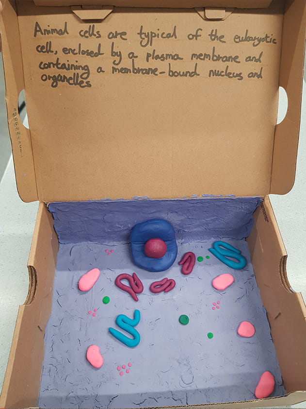 Year 7 studying about cells - Carousel For News Detail