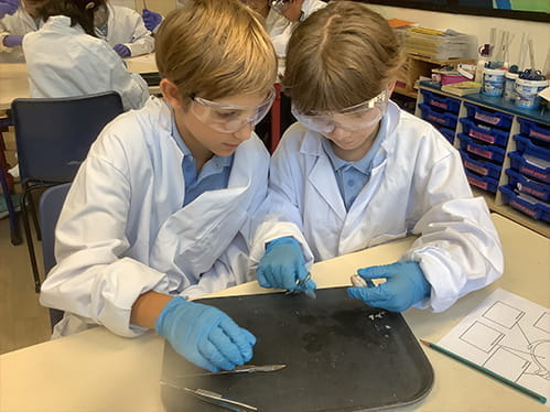 Eye dissection - Eye dissection