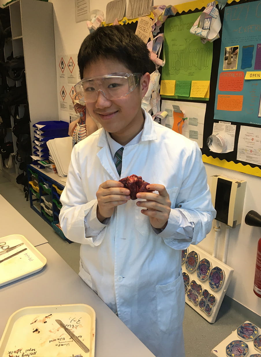 Year 10 heart dissection
