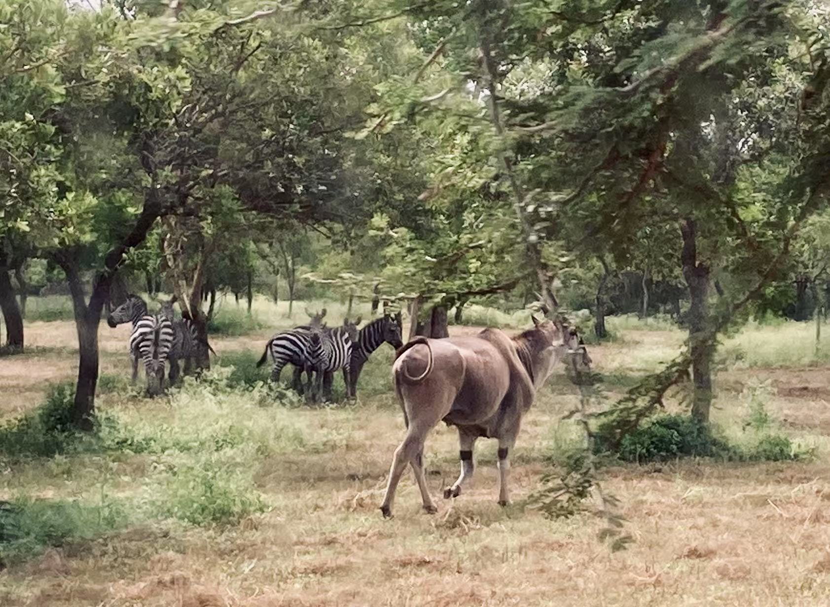 BISS Students in Tanzania - BISS Students in Tanzania