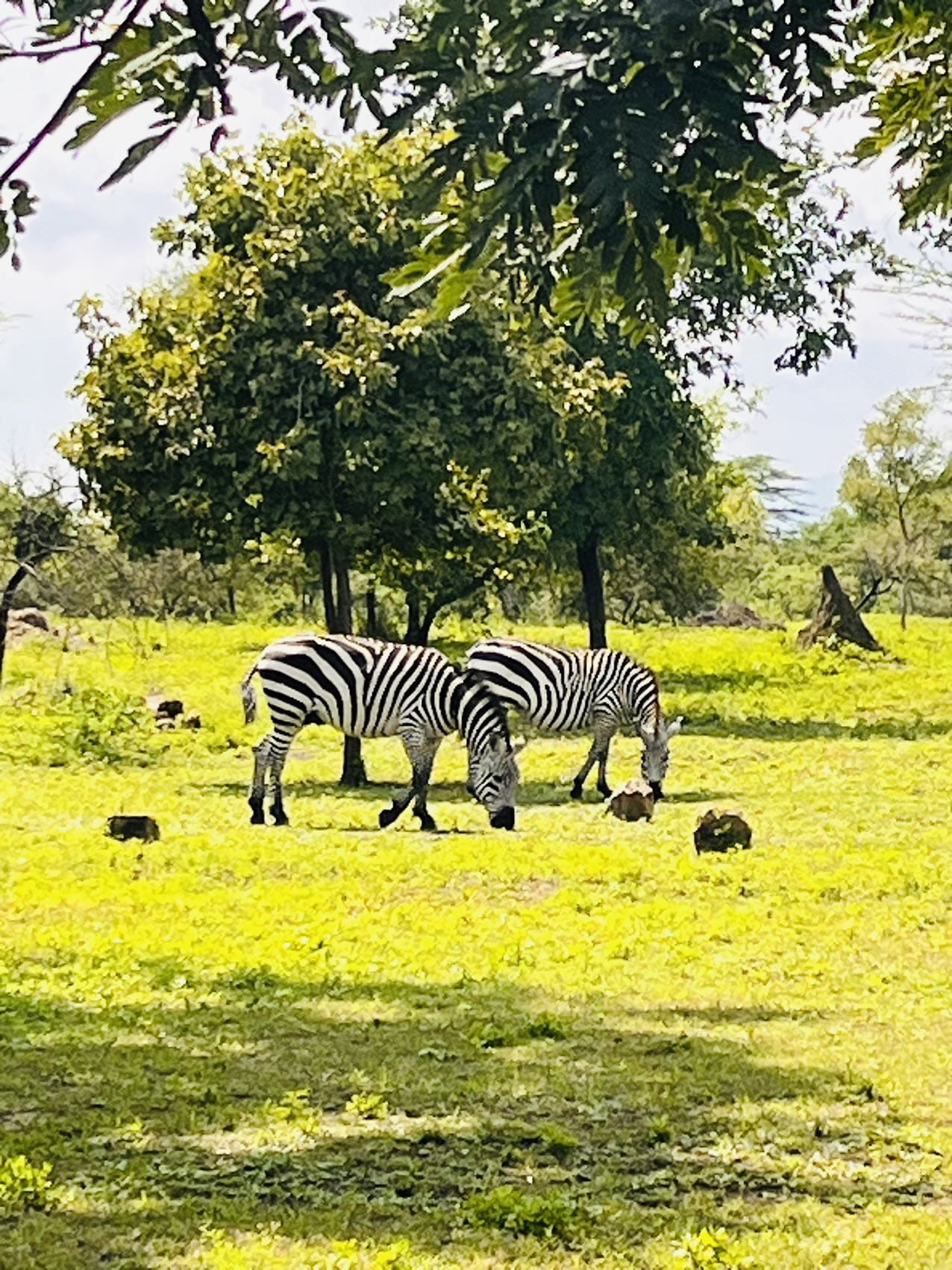 Nurturing Bright Futures: Our Students' Hands-On Contributions in Tanzania - BISS Tanzania Expedition 2024