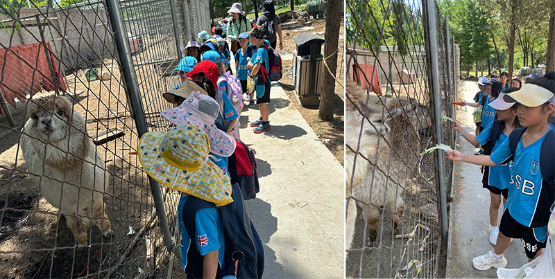 Year 1 Trip to Agrilandia Italian Farm | BSB Sanlitun - Year 1 Trip to Agrilandia Italian Farm