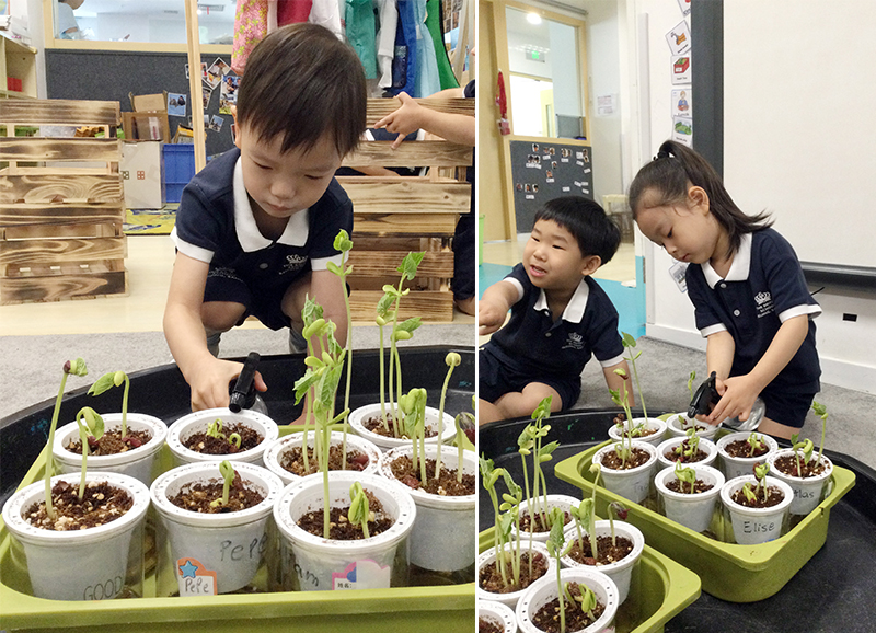 The Wonderful Life Cycle of Plants | BSB Sanlitun - Life Cycle of Plants