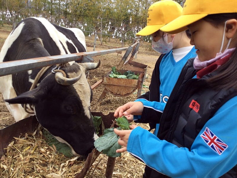 Fun on the farm for Year 4 | BSB Sanlitun - Fun on the farm for Year 4