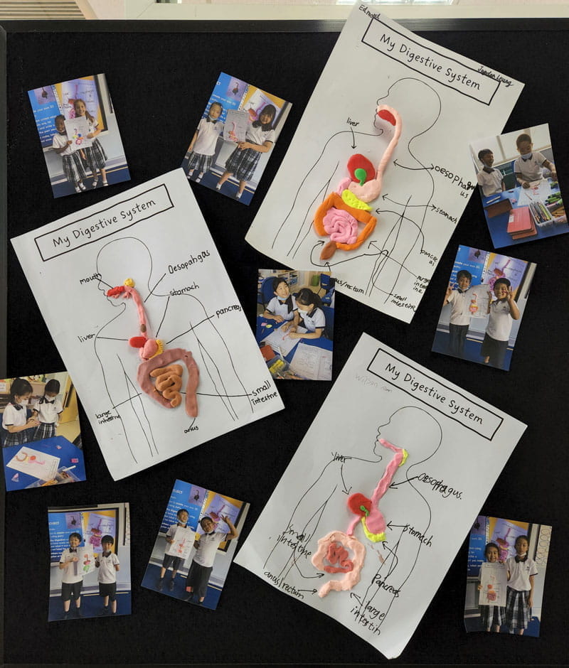 Year 4 Science Unit - Digestive System - Year 4 Science Unit - Digestive System