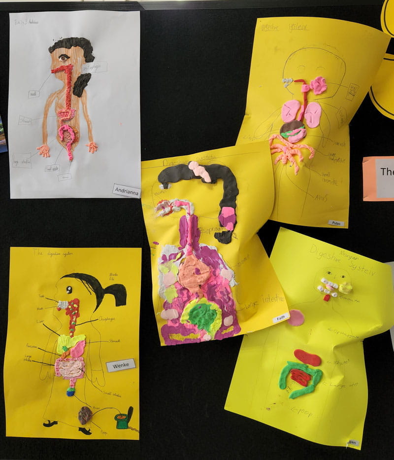 Year 4 Science Unit - Digestive System - Year 4 Science Unit - Digestive System