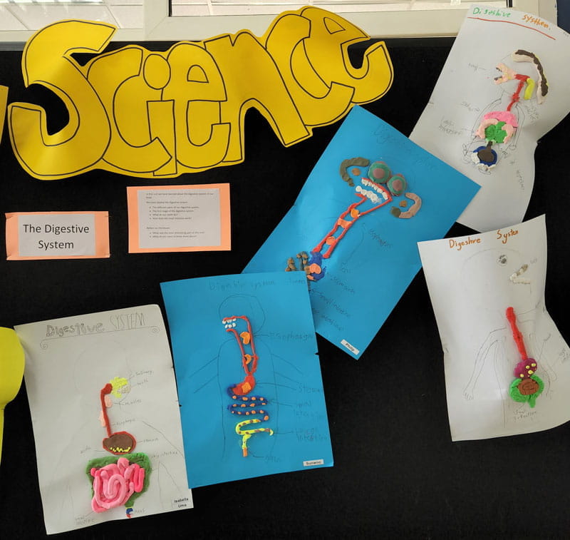 Year 4 Science Unit - Digestive System - Year 4 Science Unit - Digestive System