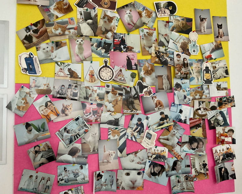 精彩的 IBDP CAS - 创造力、行动与服务 - IB Diploma CAS Programme at BSB