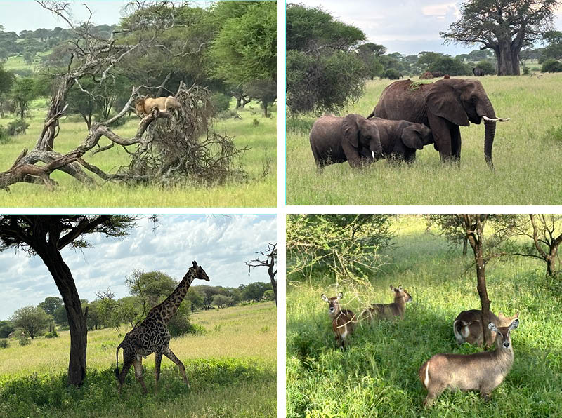 Life Changing Experiences in Tanzania 2024 - Life Changing Experiences in Tanzania 2024