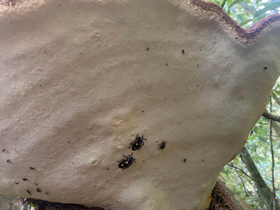 Ecology Trip to FRIM